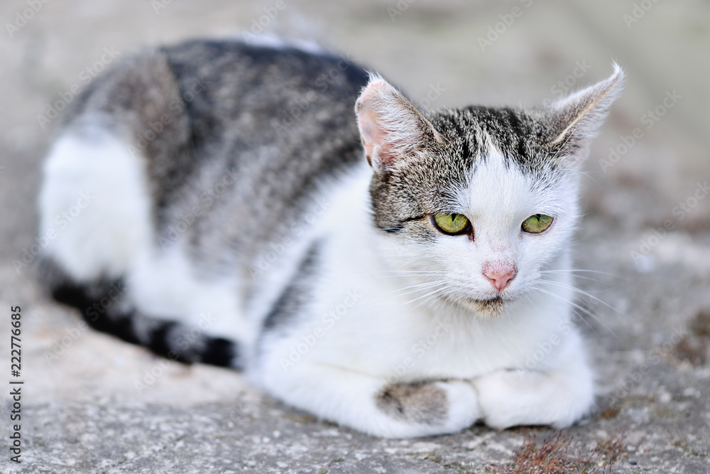 Young white gray cat resting outdoor. Natural outdoor closeup portrait of domestic cat