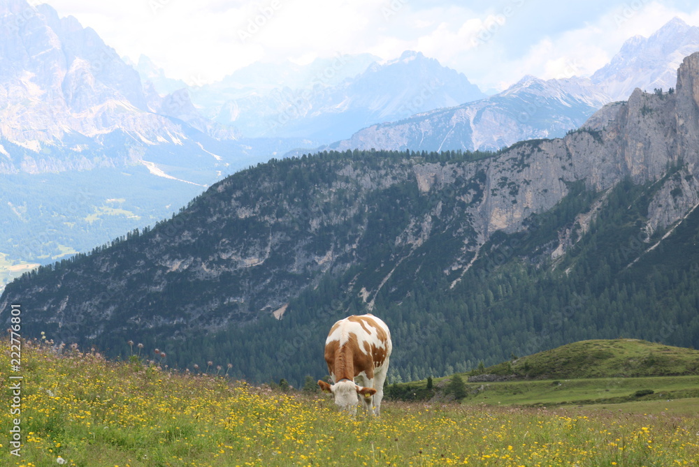 Naklejka premium alps cow