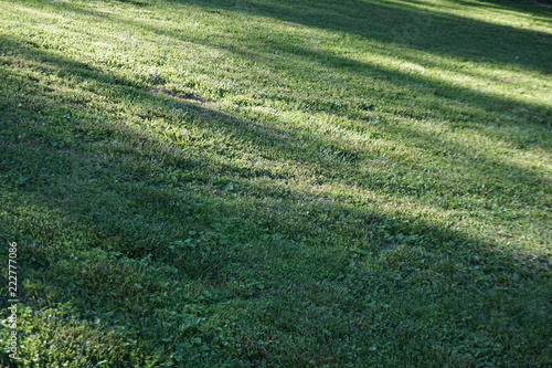 texture background grass with shadows