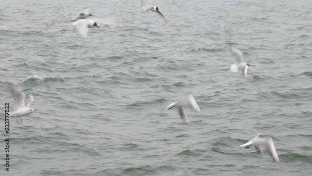 People feeding many hungry seagulls on cold fall or winter rainy day at seaside. Real time video footage. People feeding many hungry seagulls on cold fall or winter rainy day at seaside. Real time video footage.