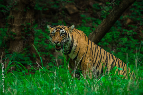 A male tiger cub sighted in monsoon when forest is like green carpet at Ranthambore Tiger Reserve