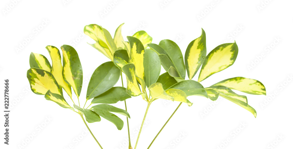 Obraz premium leaves of dwarf umbrella tree