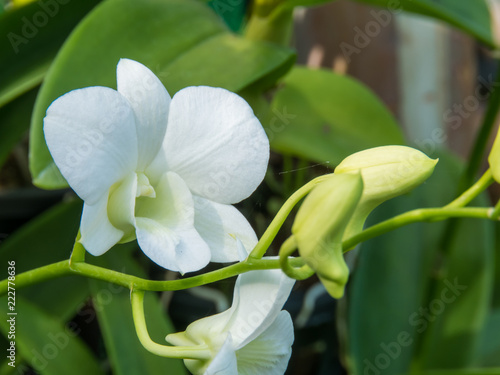 Beautiful white orchid on leaf background 