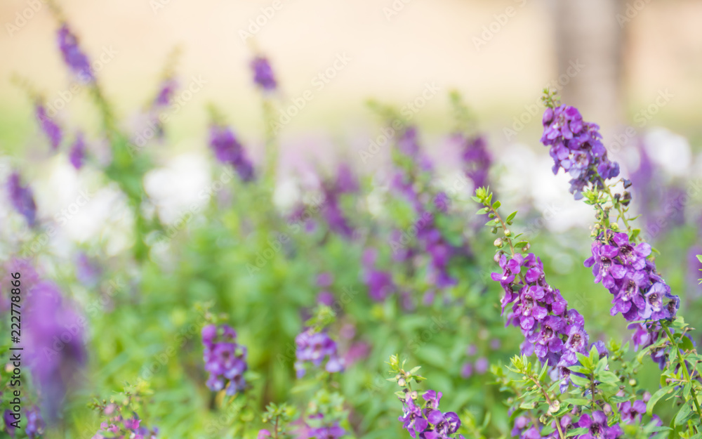 Naklejka premium purple flower background,