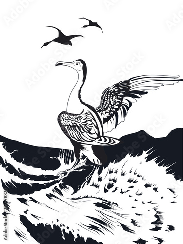 cormoran séchant ses ailes en noir et blanc photo