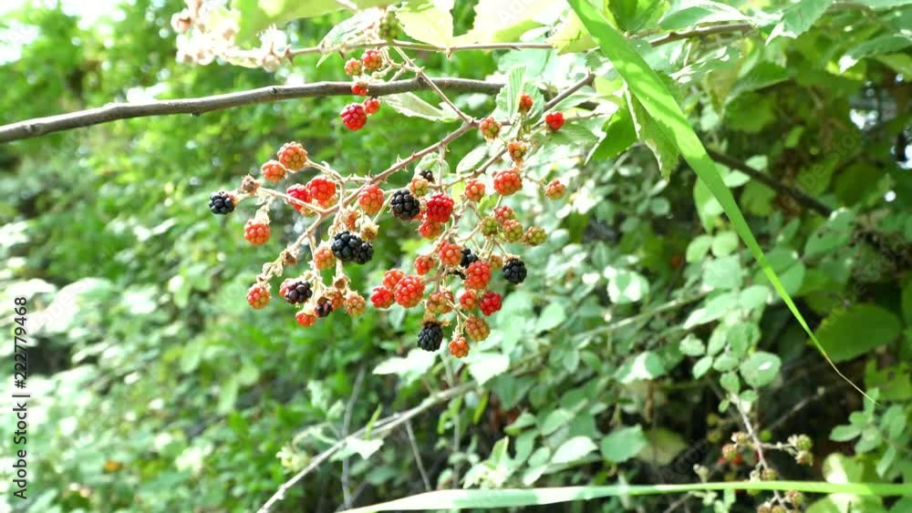 Organic red and black blackberries on the bush. 4K Organic red and black blackberries on the bush. 4K