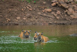 Two male tiger cubs playing after rain in water at Ranthambore National Park