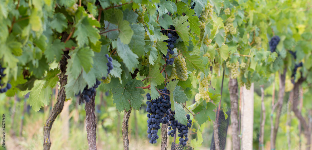 grapes growing in vineyard
