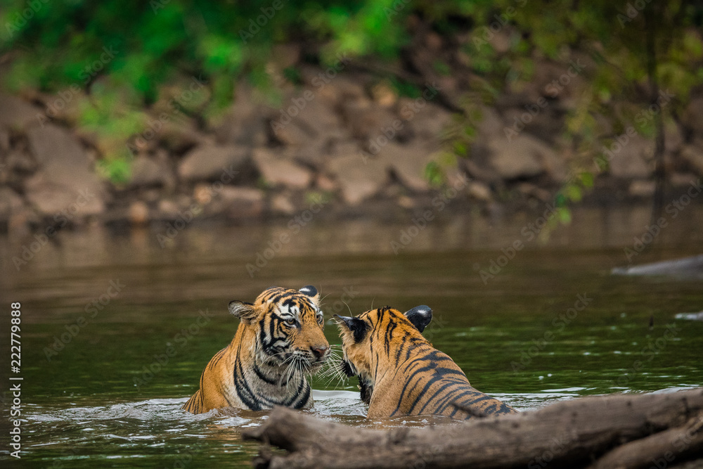 Two male tiger cubs playing after rain in water at Ranthambore National Park Two male tiger cubs playing after rain in water at Ranthambore National Park