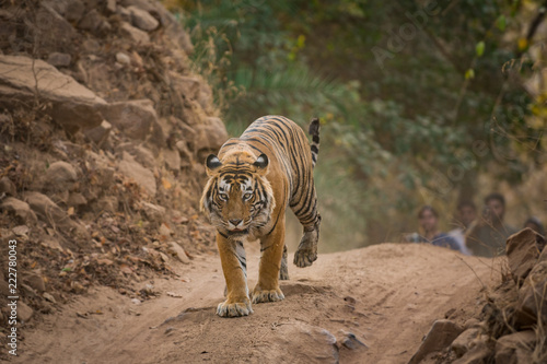 A dominant male tiger of tourism zone on an evening walk at Ranthambore National Park © Sourabh