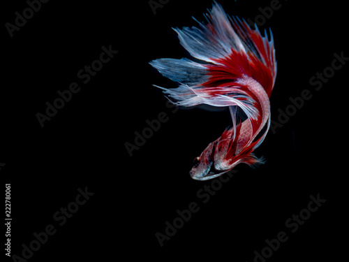 Blurred Beautiful fish on black background,