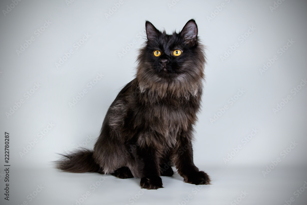 Fotografia Kurilian bobtail on colored backgrounds