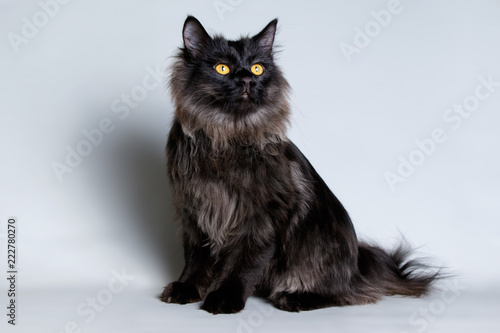 Slika na platnu Kurilian bobtail on colored backgrounds