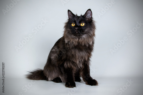 Schilderij op canvas Kurilian bobtail on colored backgrounds