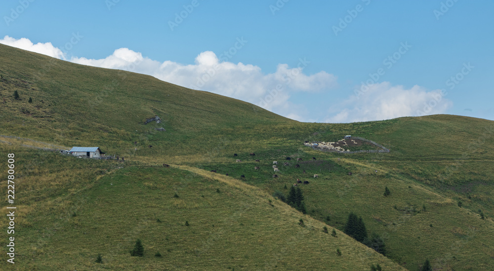 grazing cows and sheep in the mountains around Transalpina in Romania