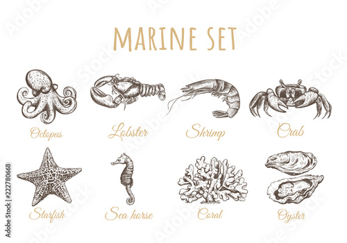 Octopus, starfish, sea horse, oyster, coral, 
