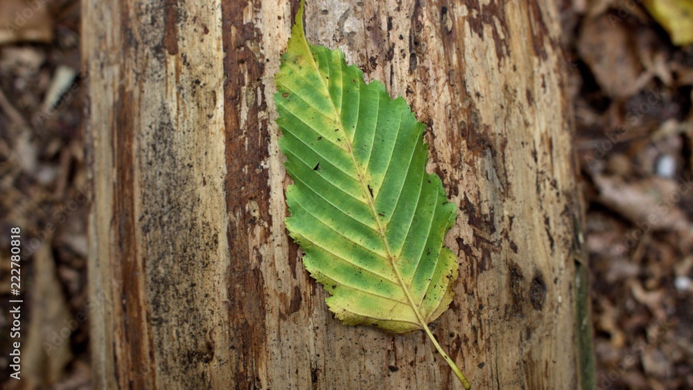 grünes laub frisch vom baum gefallen