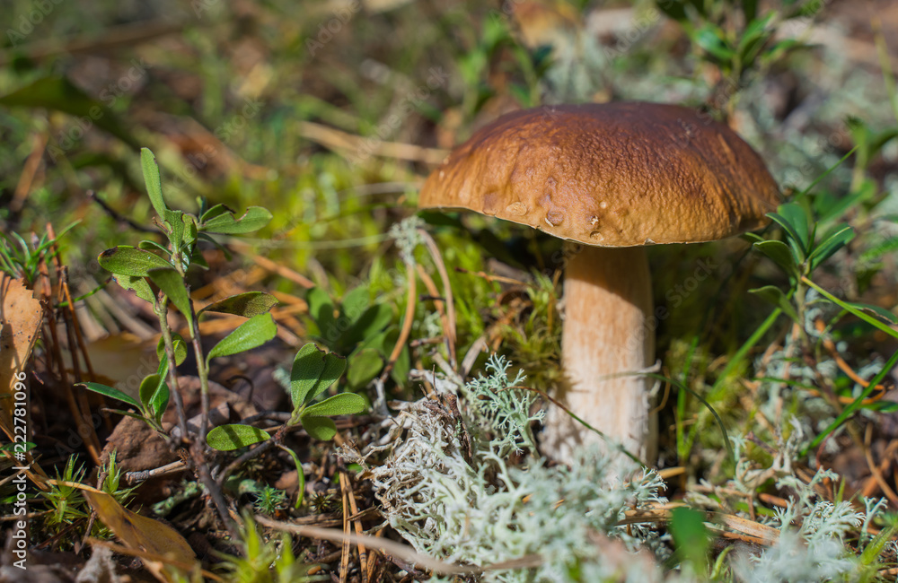 Beautiful boletus edulis mushroom growing in the natural forest. Beautiful boletus edulis mushroom growing in the natural forest.