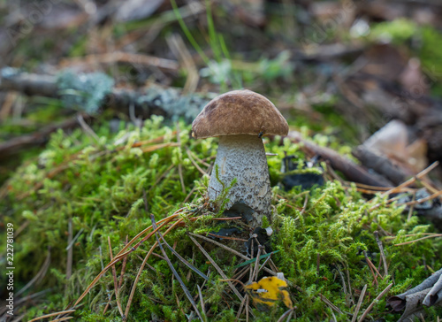 Boletus badius mushroom growing in the natural forest.