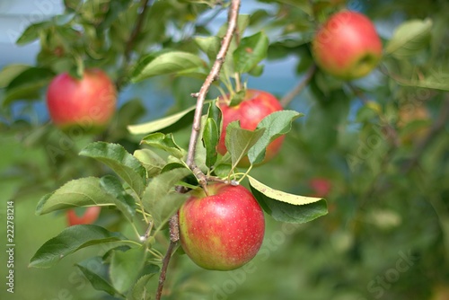 Ripe apples growing on the tree. 