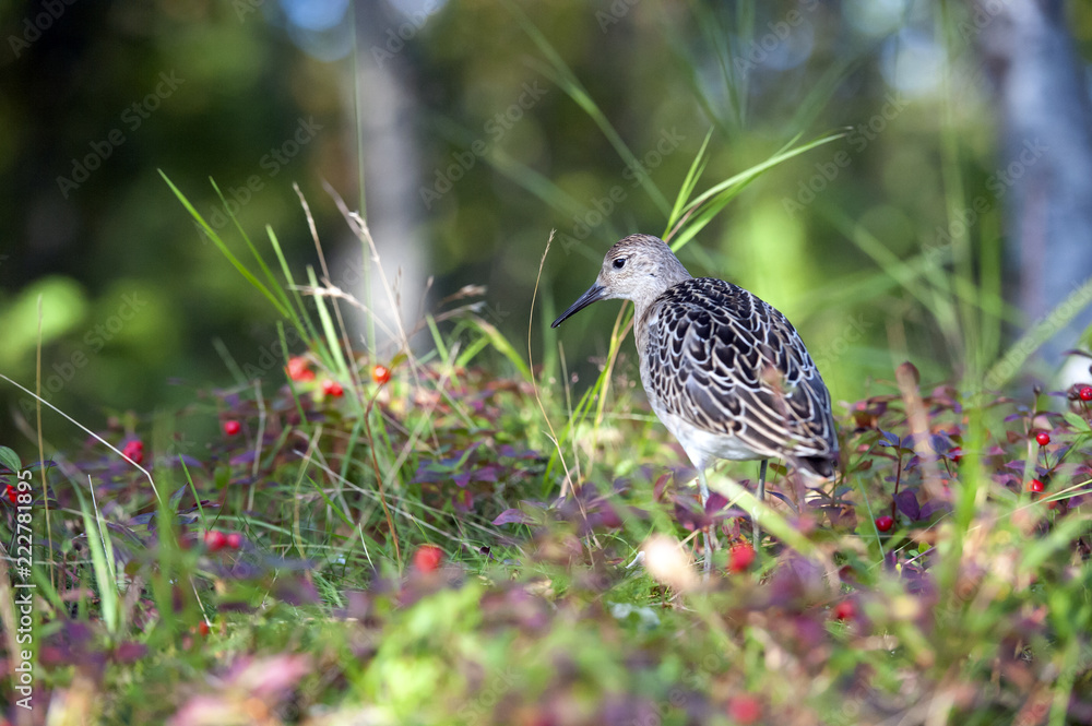 portrait of a male ruff (Calidris pugnax),Tromso,Norway portrait of a male ruff (Calidris pugnax),Tromso,Norway