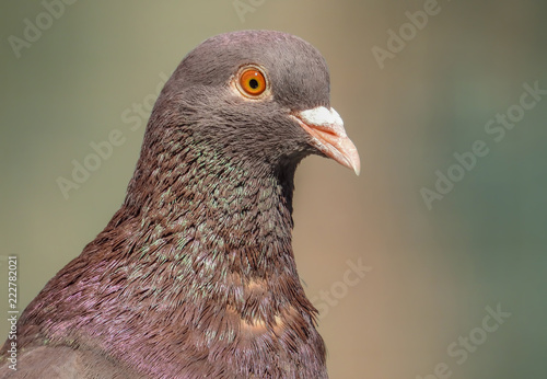 Portrait of a beautiful pigeon on a sunny spring day. The head of a dove close-up.