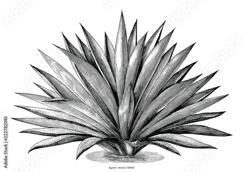 Agave hand draw vintage engraving clip art isolated on white background photo
