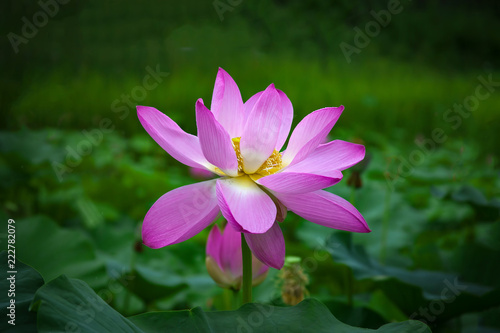 Close-up shot of lotus or water lily  flower in pond