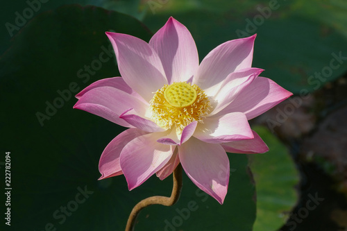 Close up blooming water lily or lotus flower