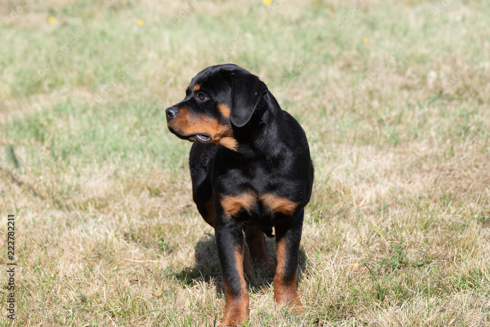 Rottweiler dog  on the green grass outdoor. Selective focus on the dog