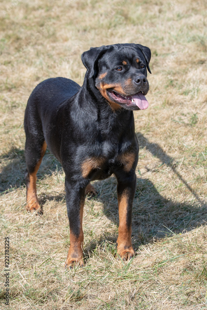 Rottweiler dog  on the green grass outdoor. Selective focus on the dog