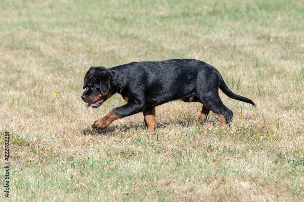 Purebred Rottweiler dog outdoors in the nature on grass meadow on a summer day. Selective focus on dog Purebred Rottweiler dog outdoors in the nature on grass meadow on a summer day. Selective focus on dog