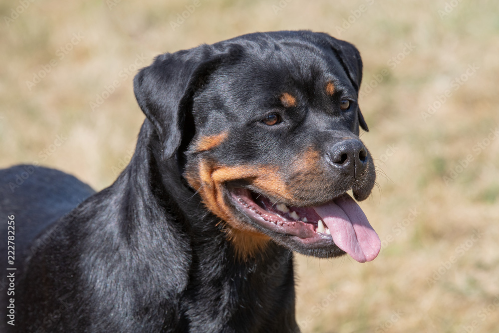 Head shot of Rottweiler . Selective focus on the dog