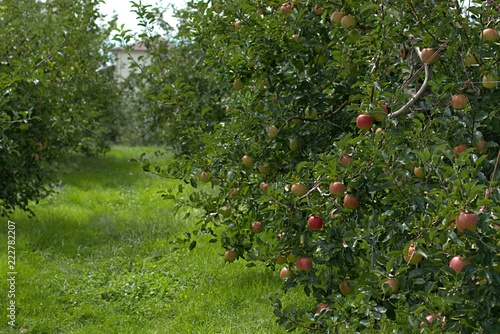 Ripe apples growing in the garden. 