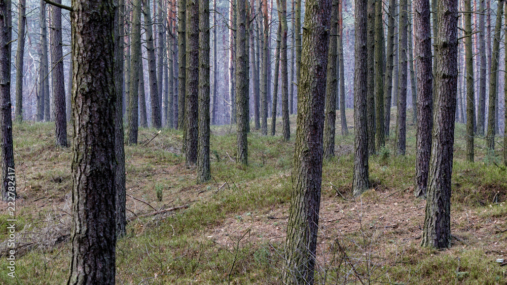 Naklejka premium autumn colors of the forest