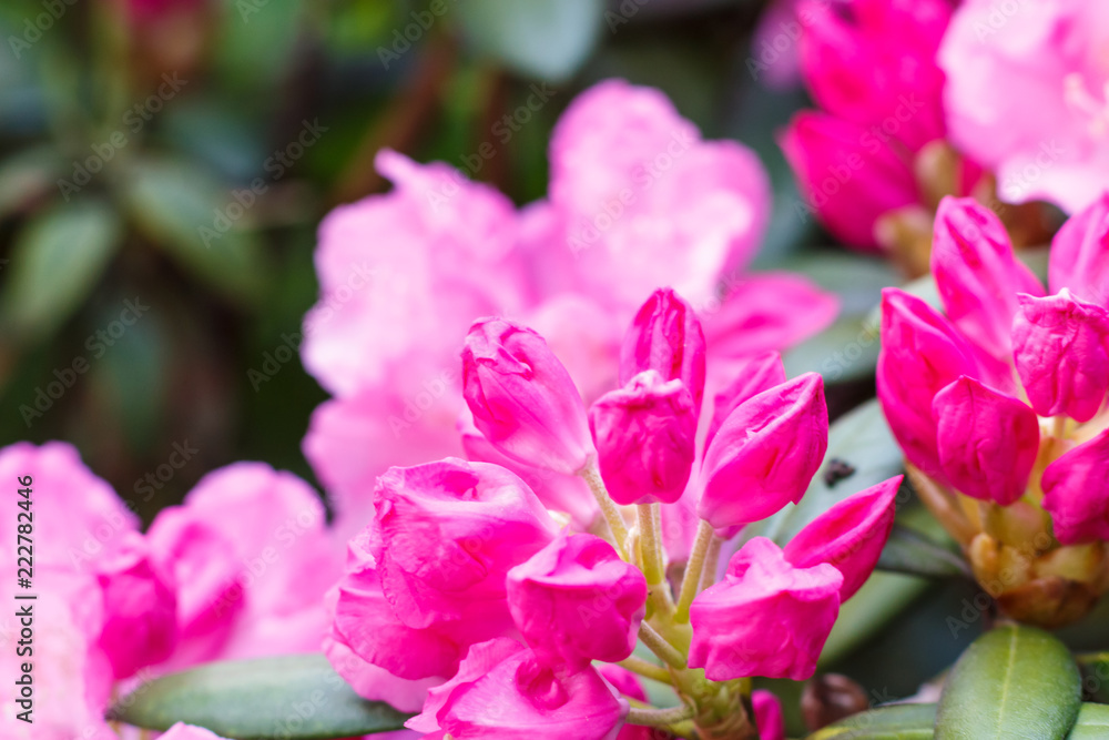 Rhododendron (azalea ) flowers of various colors in the spring garden