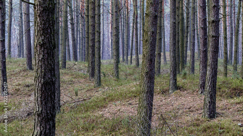 Fototapeta Naklejka Na Ścianę i Meble -  autumn colors of the forest