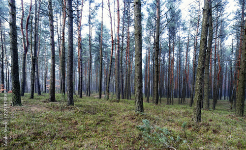 autumn colors of the forest