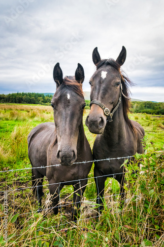 Tableau sur toile Two Horses