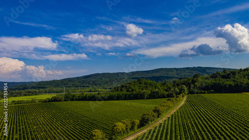 Aerial view on vineyards in the countryside for the production of tipical italian wine
