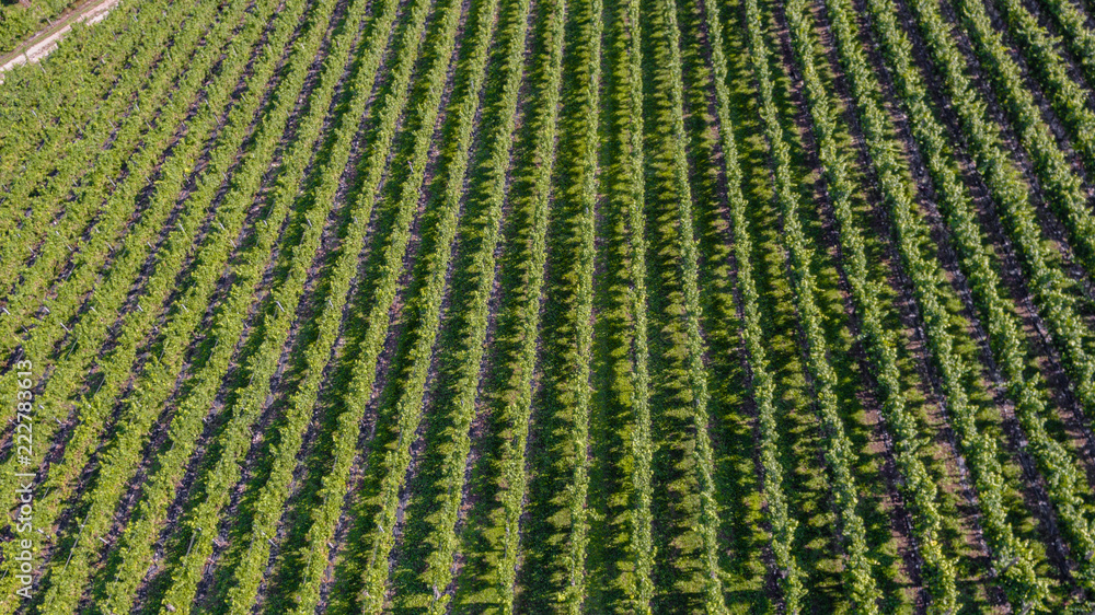 Aerial view on vineyards in the countryside for the production of tipical italian wine Aerial view on vineyards in the countryside for the production of tipical italian wine