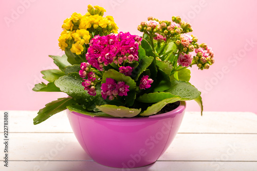 Medical houseplant kalanchoe with colorful flowers close up on trendy pink background copy space