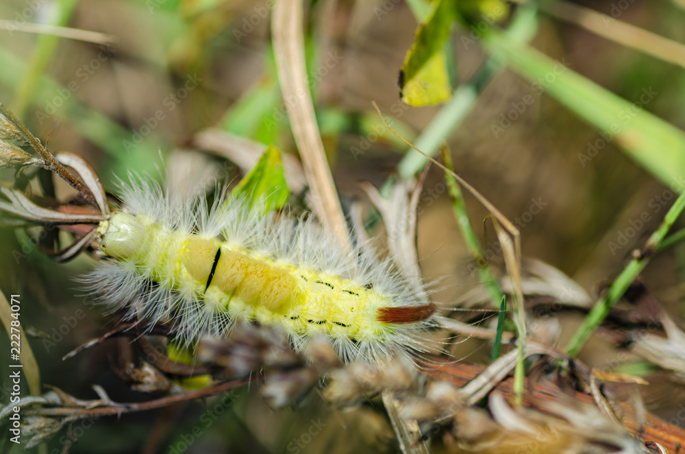 Naklejka premium yellow beautiful caterpillar close-up with red tail and long hairs crawling in green grass