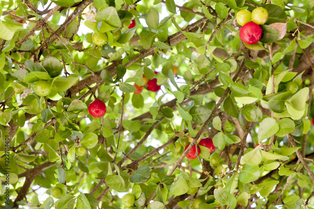 Red cherries on a tree with green leaves.