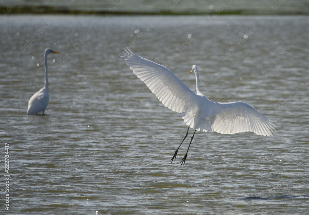 Great egret at bird Sanctuary Hjällstaviken, Stockholm Great egret at bird Sanctuary Hjällstaviken, Stockholm