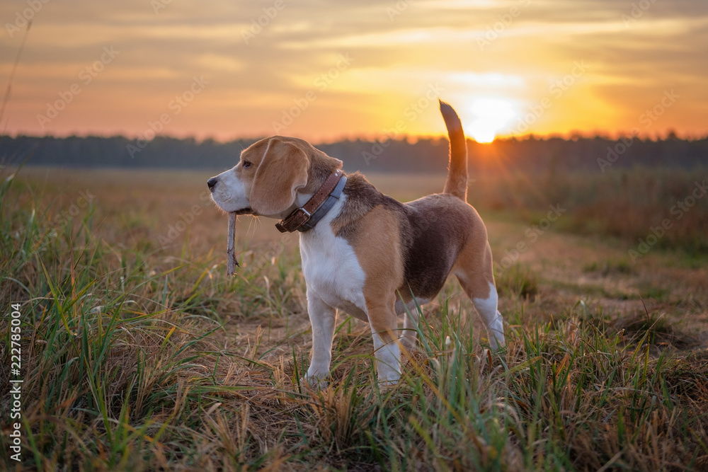 Beagle dog on a walk in the morning at dawn Beagle dog on a walk in the morning at dawn