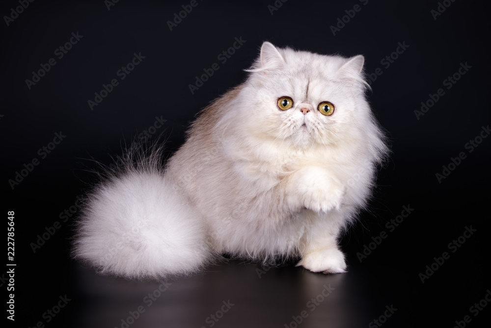 Persian cat on colored backgrounds Persian cat on colored backgrounds