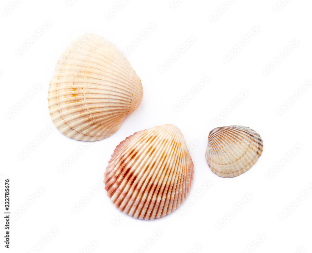 Exotic sea shells isolated on white background Exotic sea shells isolated on white background