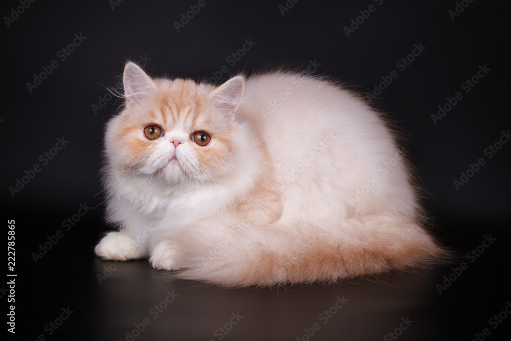 Persian cat on colored backgrounds