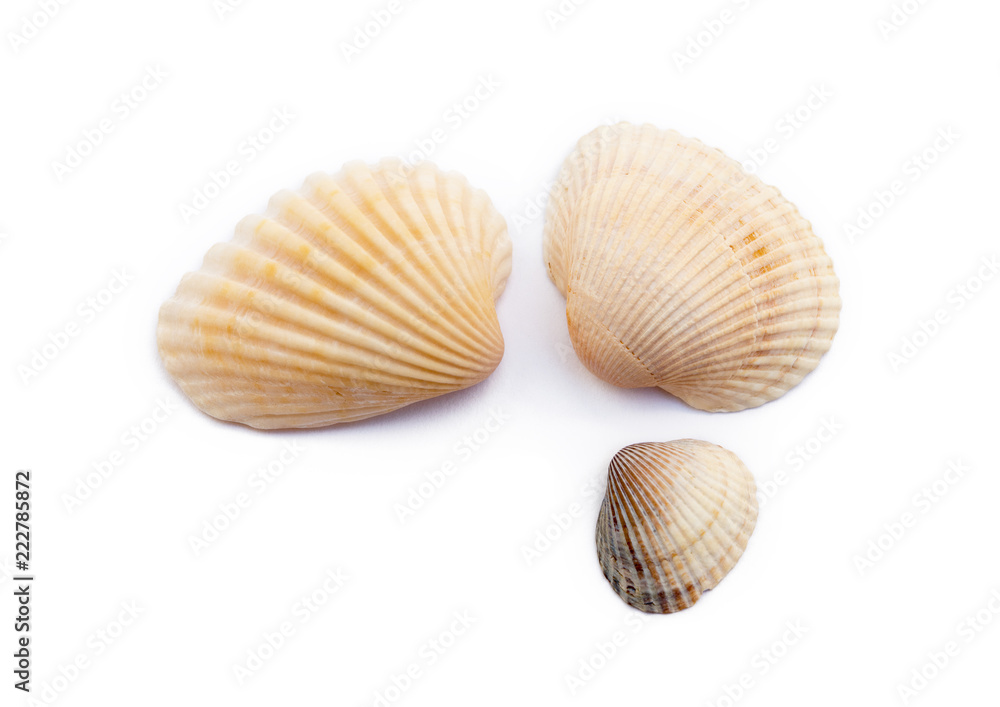 Exotic sea shells isolated on white background Exotic sea shells isolated on white background